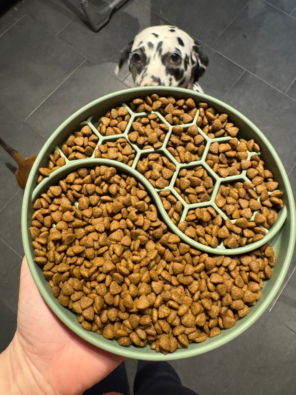 Dog Slow Feeder Bowl